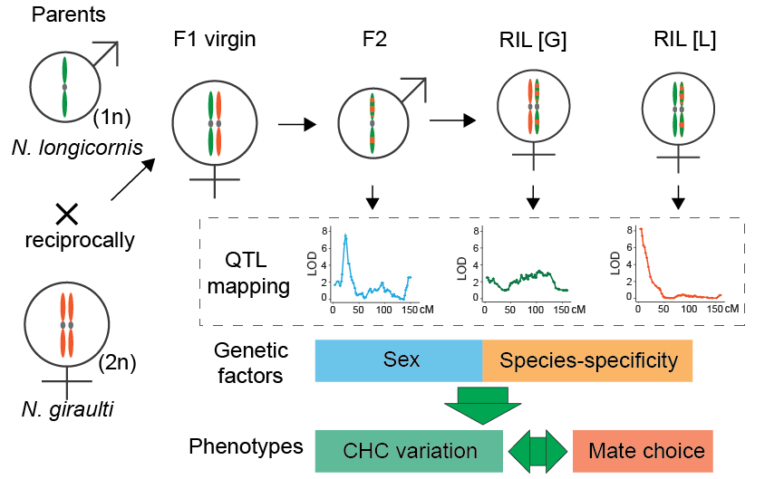 Forward genetic approach to associate genetic, chemical and species specific mate preference
